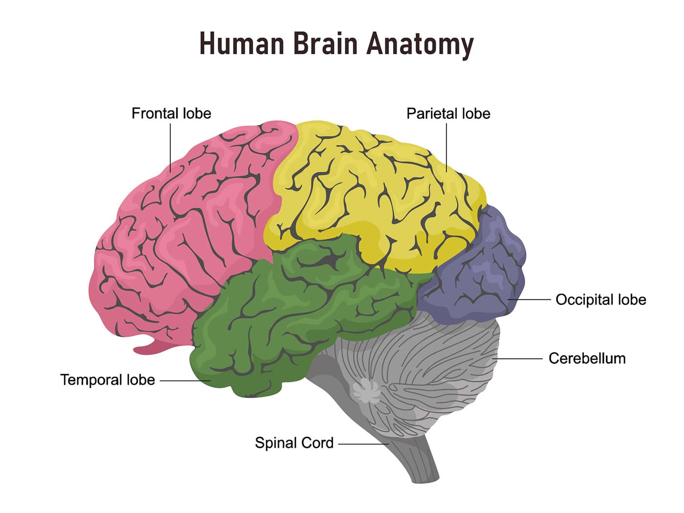 brain